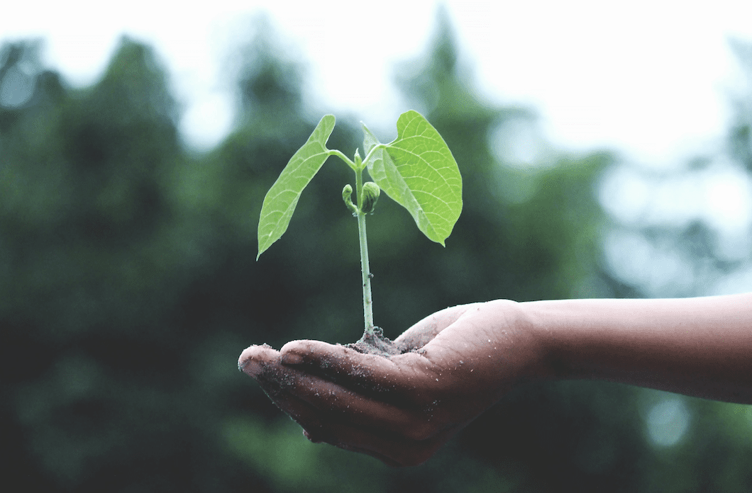 photo d'une main portant une pousse de plante verte