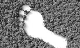 image d'une empreinte de pas dans la nature