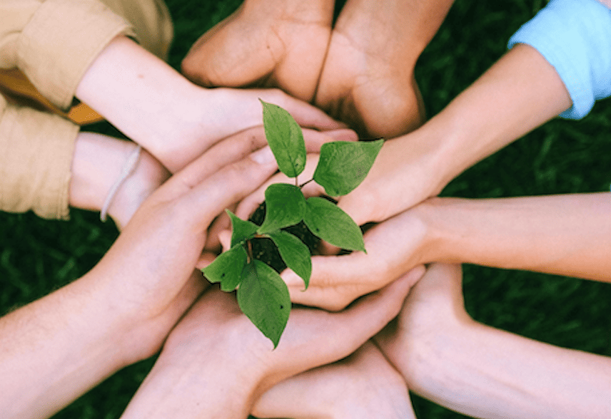 plusieurs mains qui tiennent une plante verte